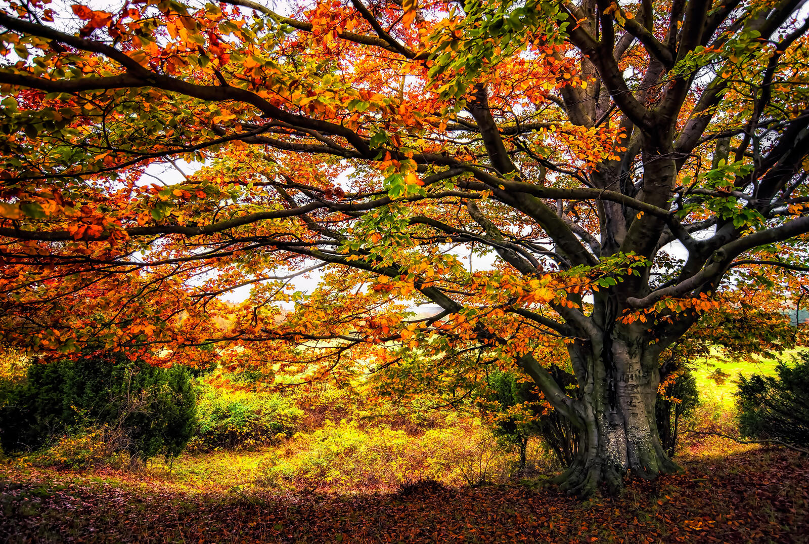 Wallpapers autumn autumn tree forest on the desktop