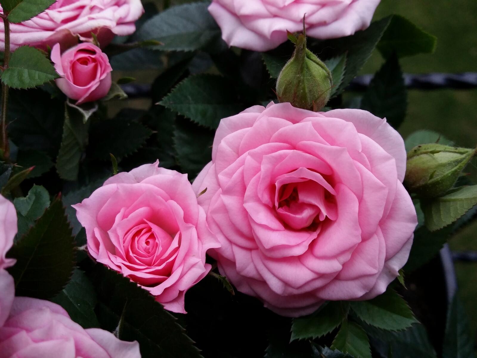 Обои флора розовый бутон одинокая роза на рабочий стол