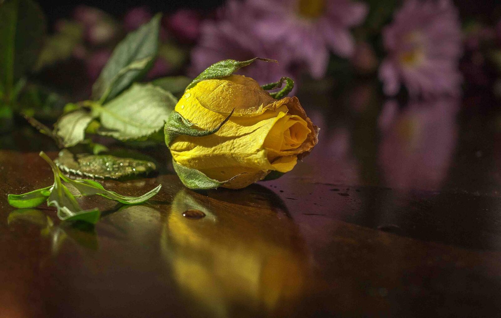 Обои роза цветок жёлтая на рабочий стол
