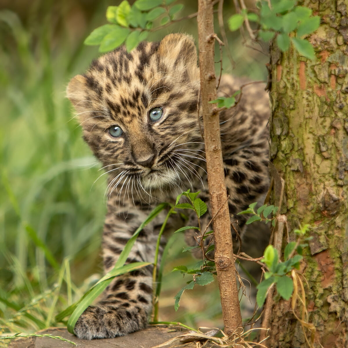 Spotted leopard