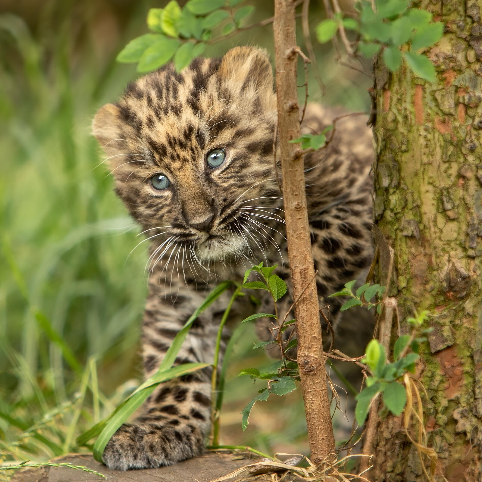 Бесплатное фото Пятнистый леопард