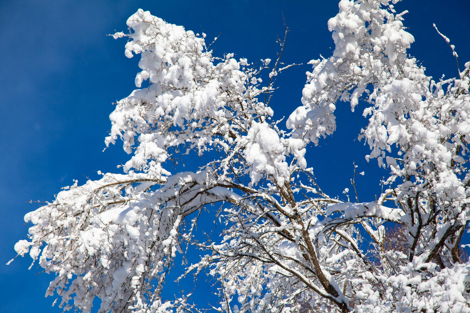 Обои зима пейзажи дерево на рабочий стол
