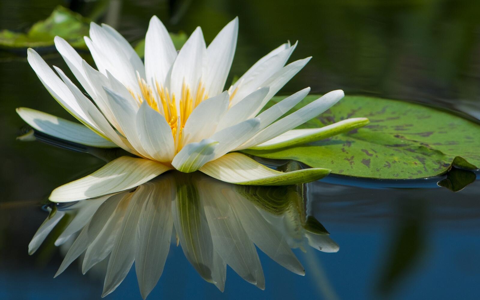 Wallpapers nature water lilies on the desktop
