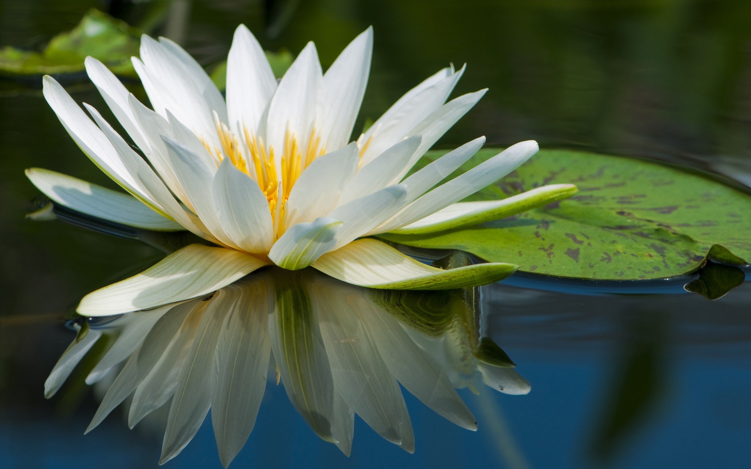 Wallpapers nature water lilies on the desktop