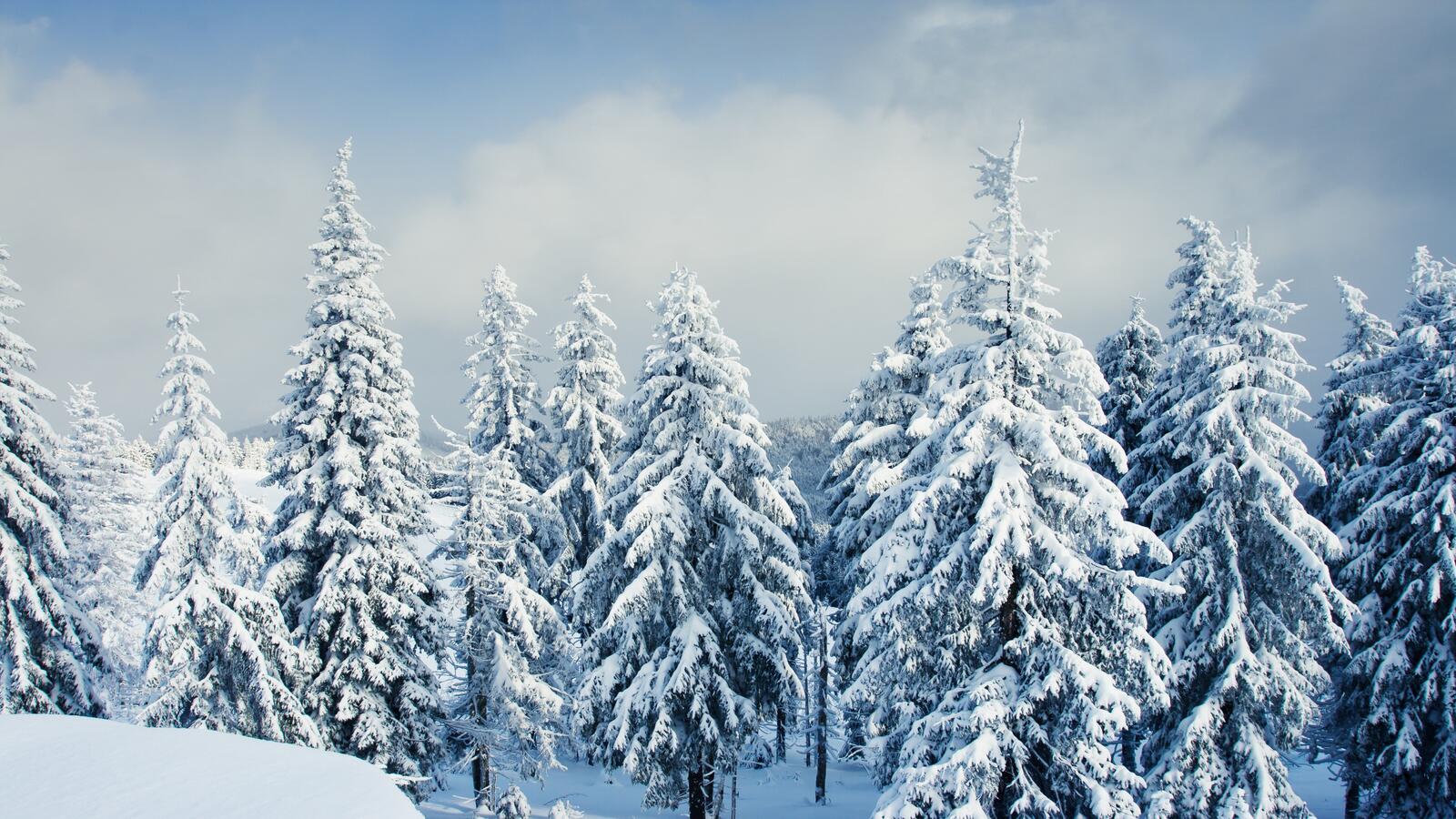 Обои елки в снегу сугробы зимний пейзаж на рабочий стол