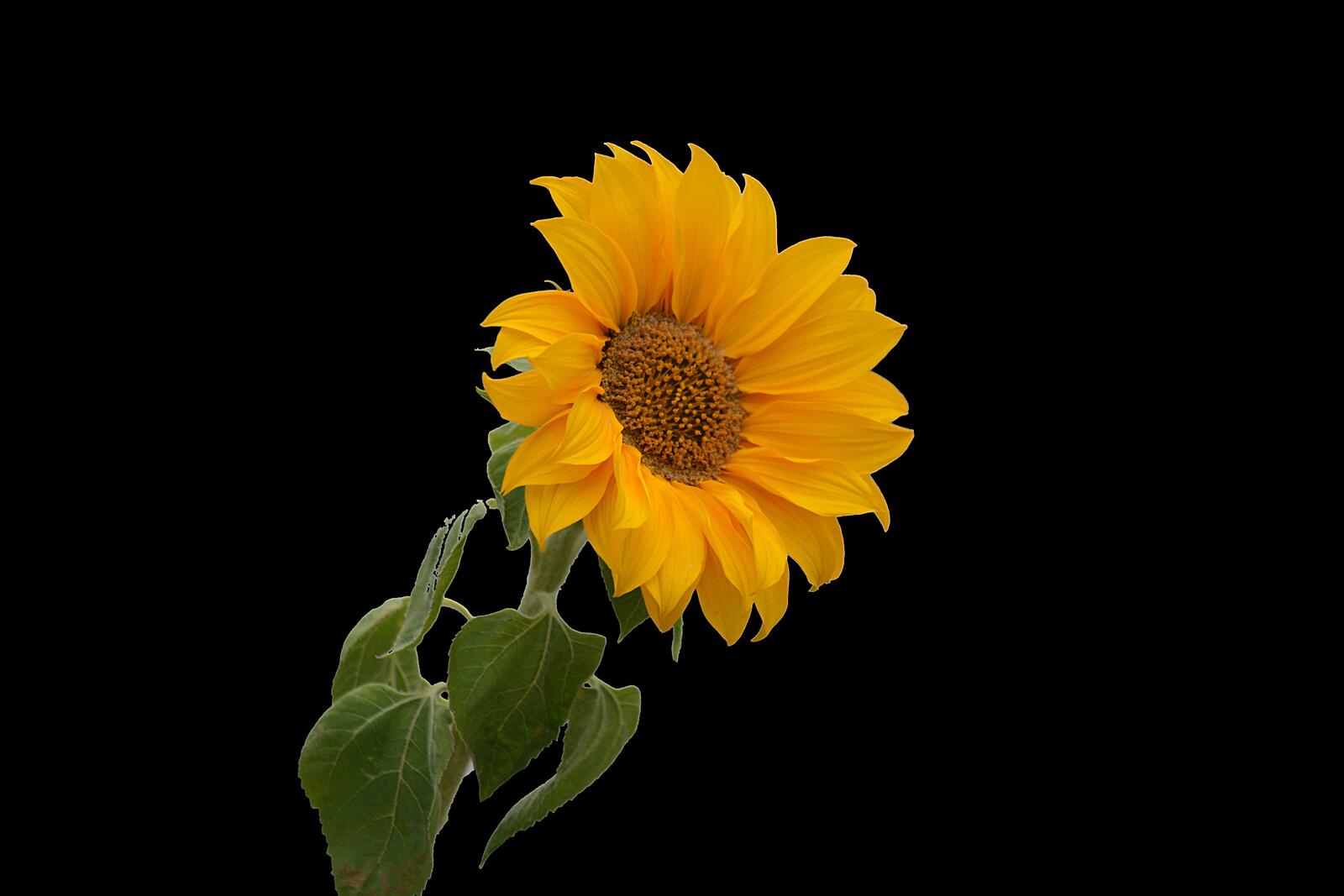 Wallpapers sunflower sunflower close-up flora on the desktop