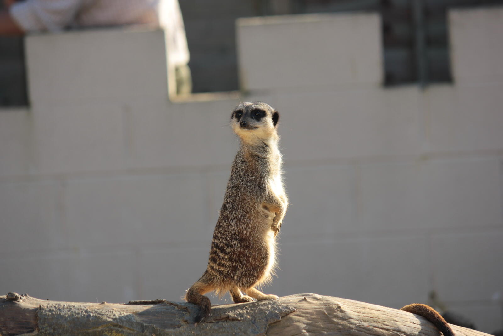 Free photo Standing meerkat