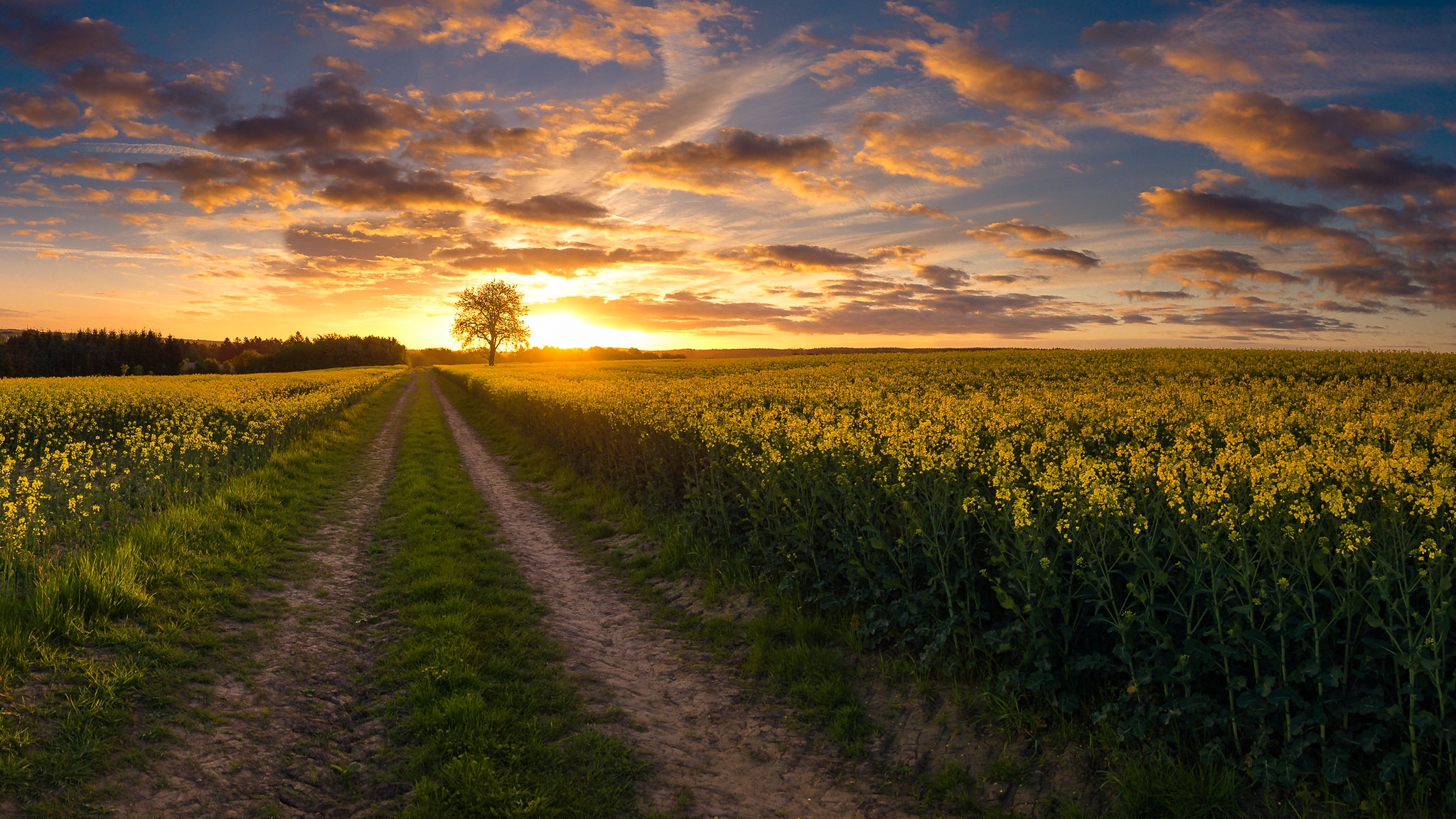 Красивое поле с цветами и закат · бесплатное фото