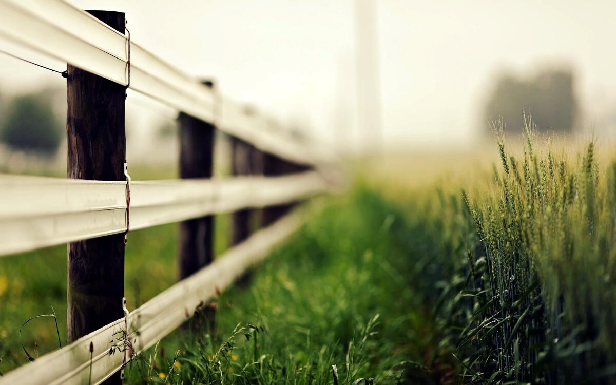 The fence and grass