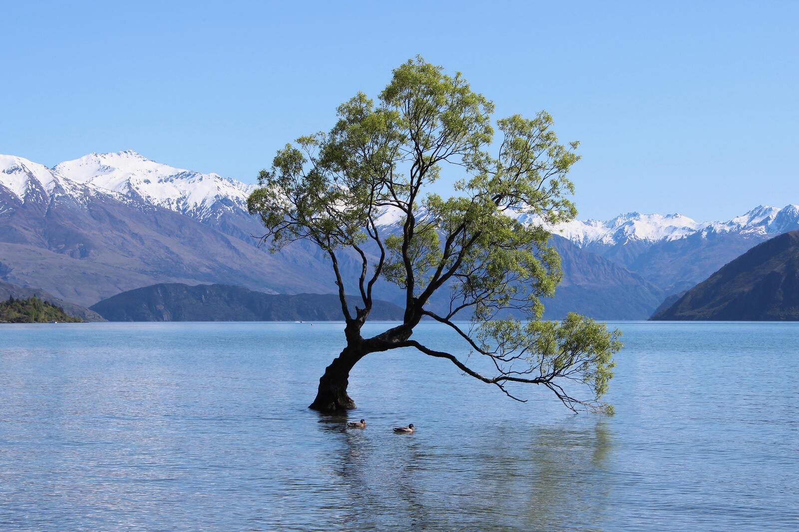 Обои дерево Ванака озеро Ванака Новая Зеландия на рабочий стол