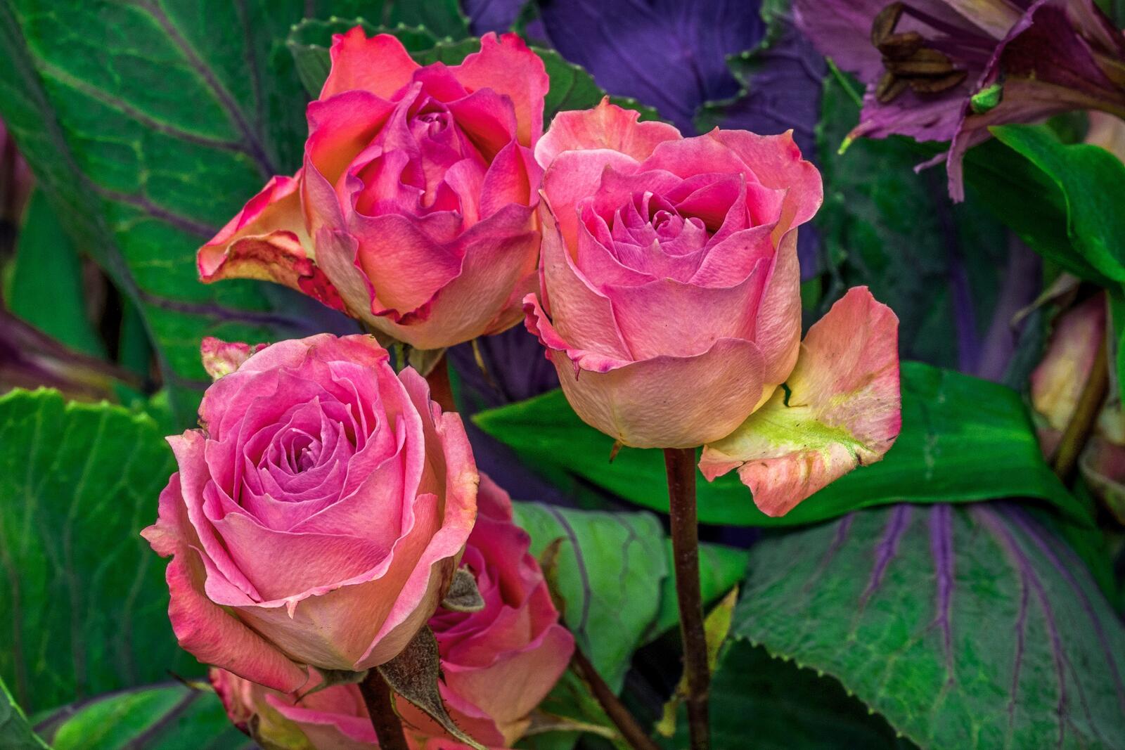 Обои цветы розовые розы роза на рабочий стол
