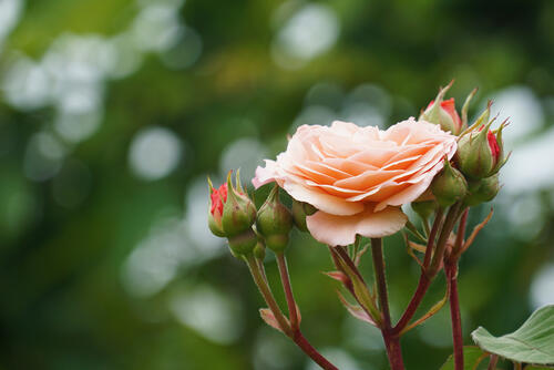 A blooming rose in a summer garden