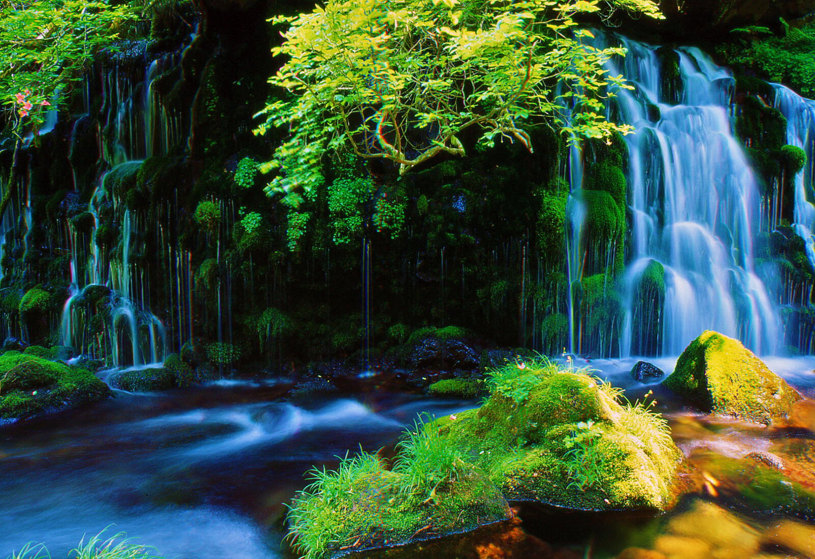 Wallpapers moss forest Japan on the desktop