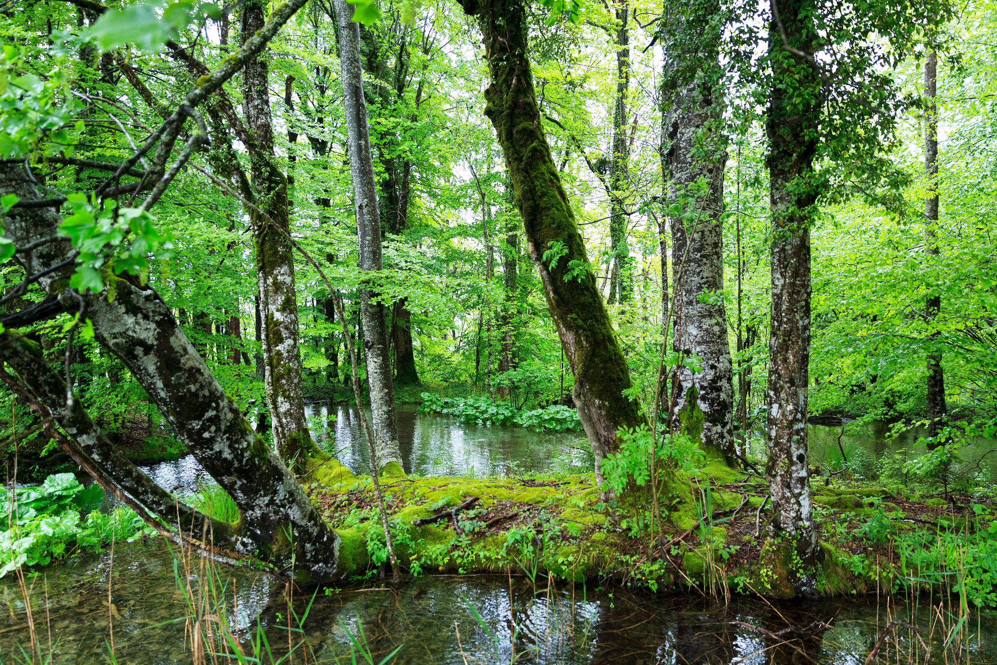 Бесплатное фото Озера с лесным массивом