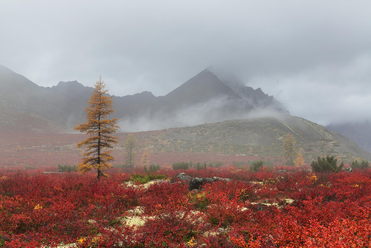 雾和秋天的深红色