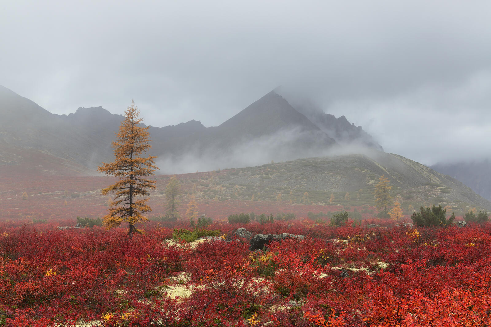 免费照片雾和秋天的深红色