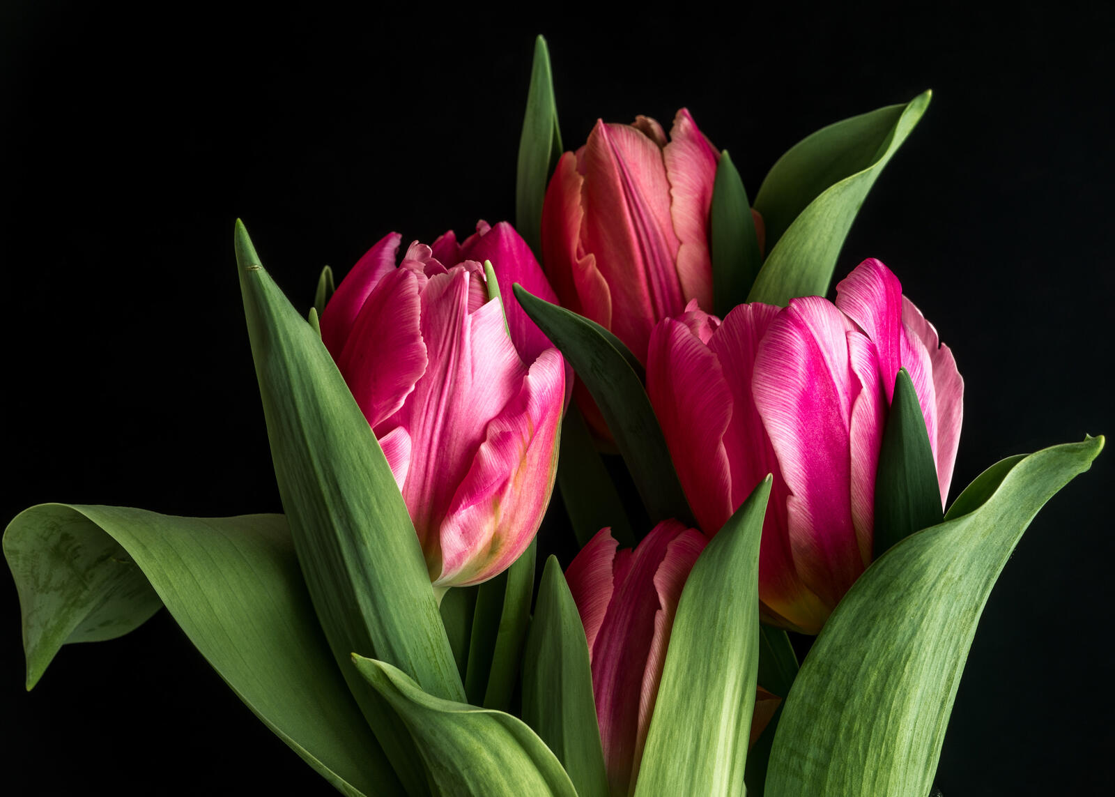 Бесплатное фото Цветы тюльпаны