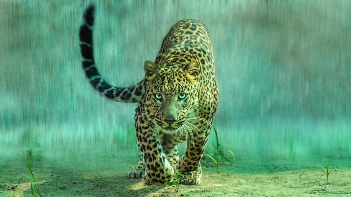 Leopard in the rain