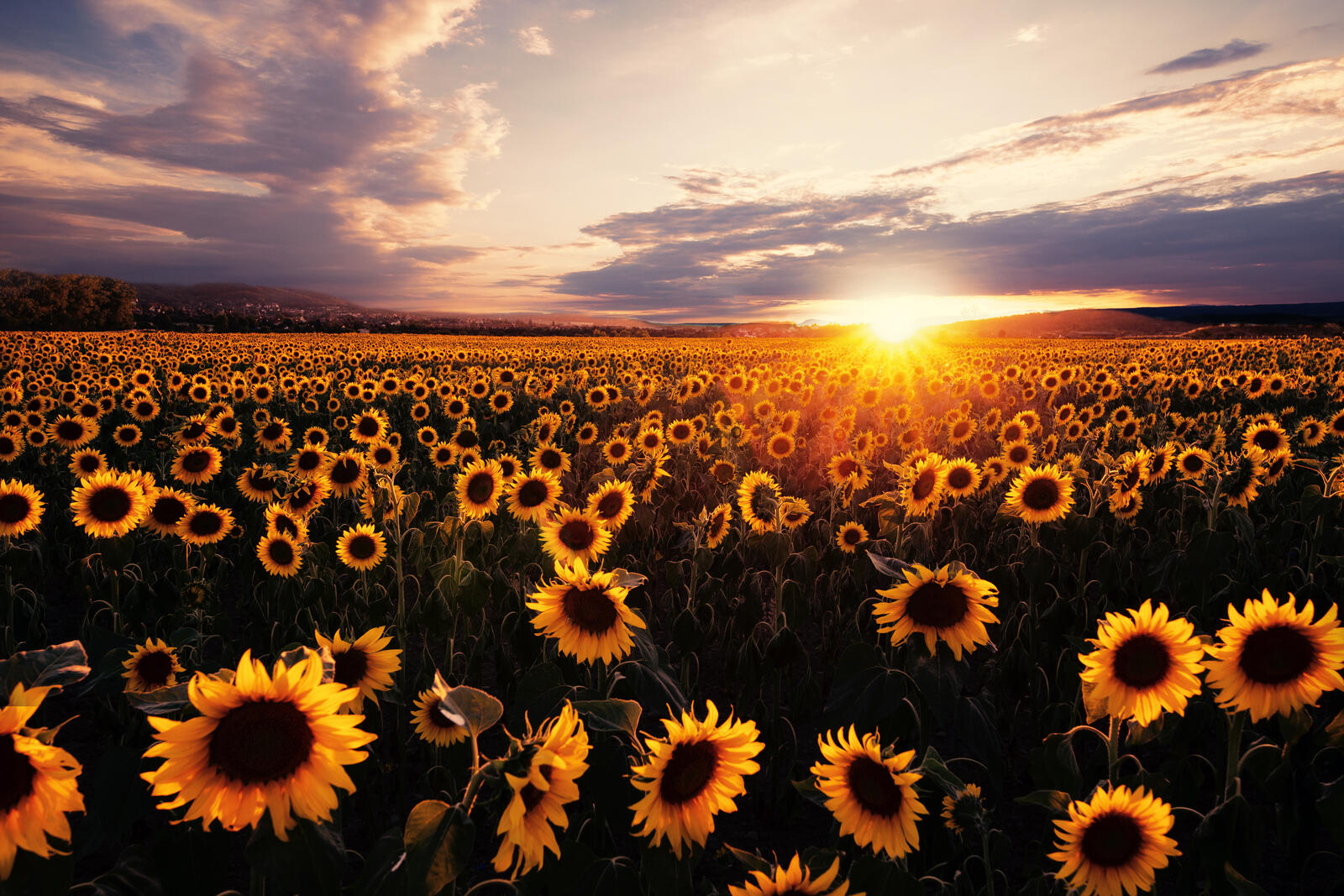 Free photo Sunflowers at sunset