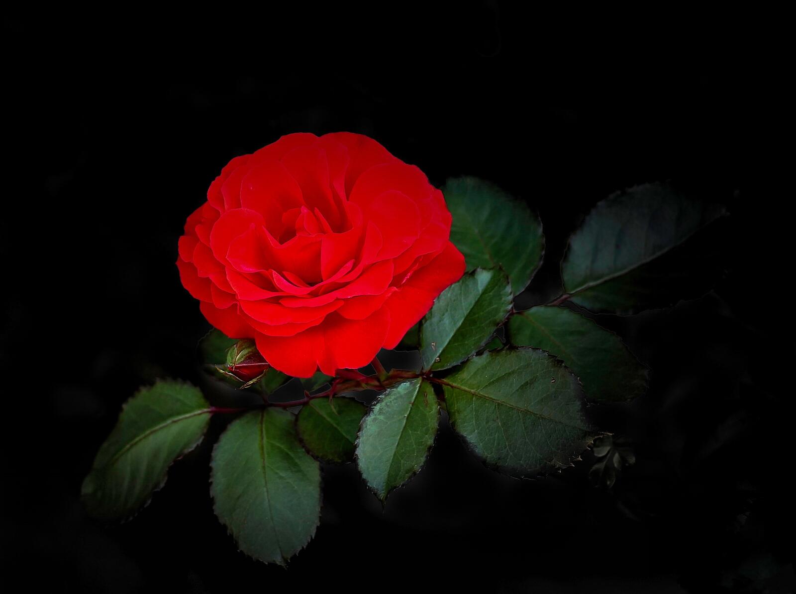 桌面上的壁纸玫瑰 栽种 红色