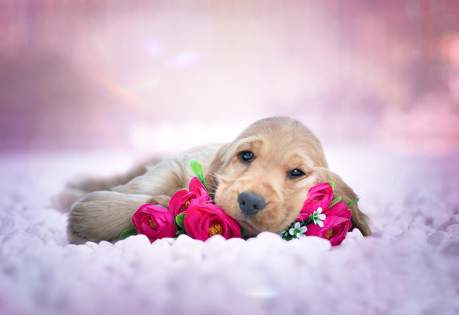 Free photo Puppy with a bouquet