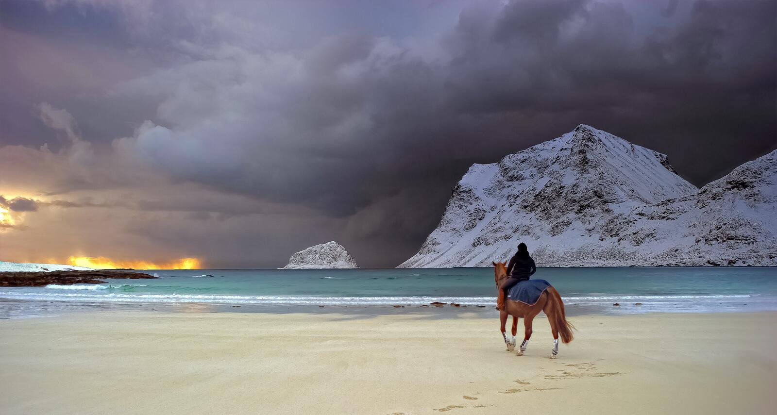 Обои пляж побережье лошадь на рабочий стол