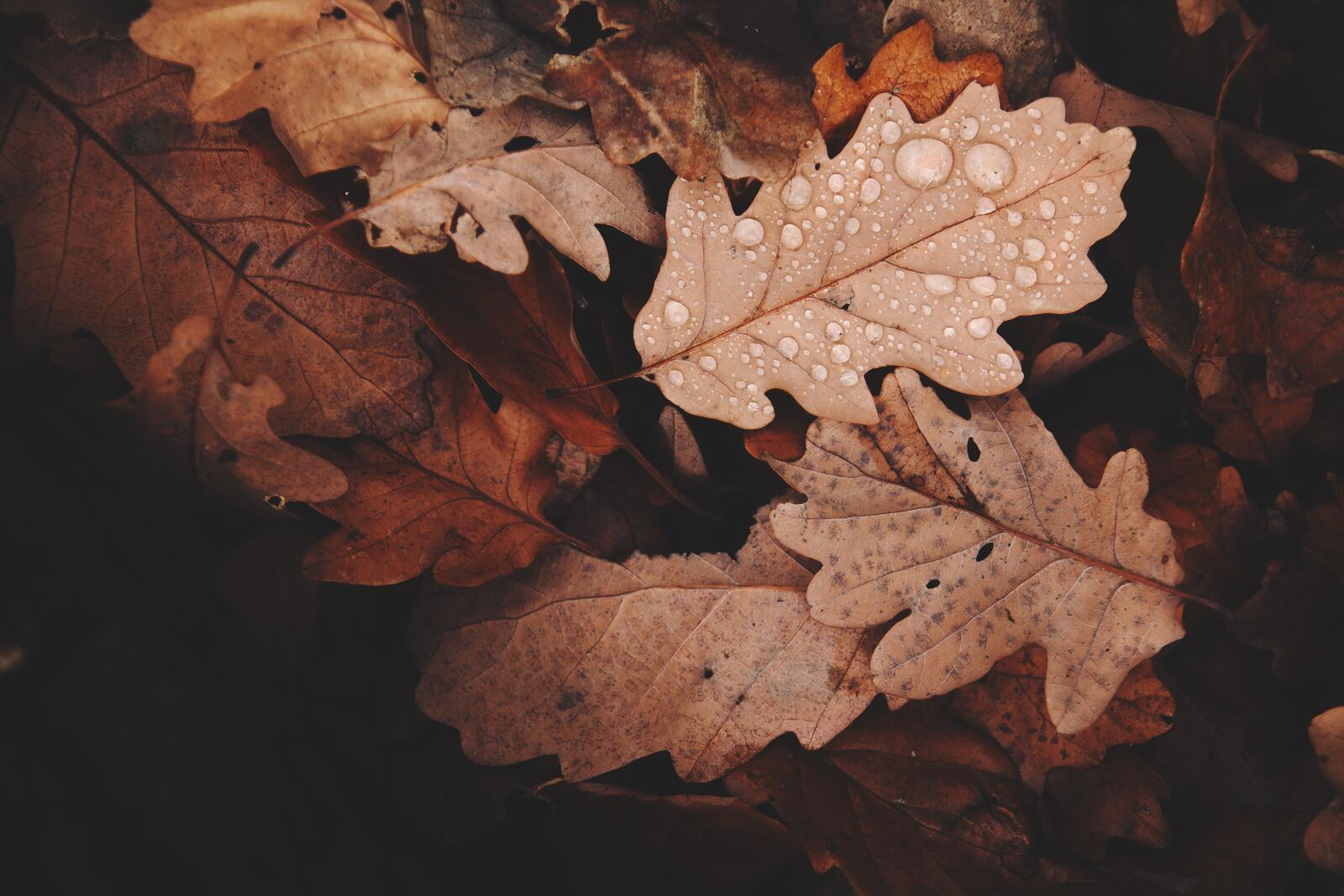 Обои кленовые листья высохшие капли дождя на рабочий стол