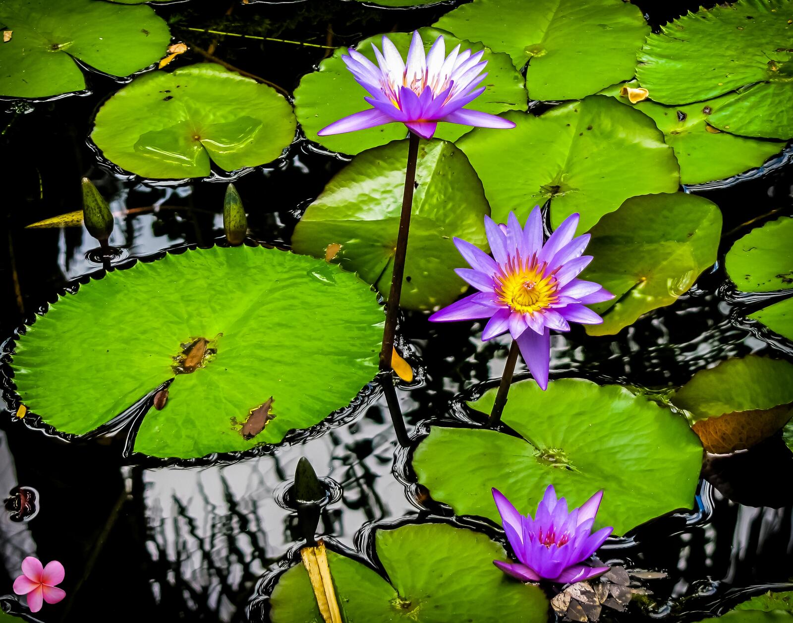免费照片一个池塘和三朵百合花