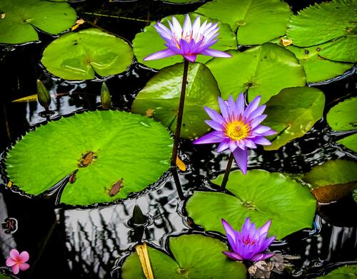 A pond and three lilies