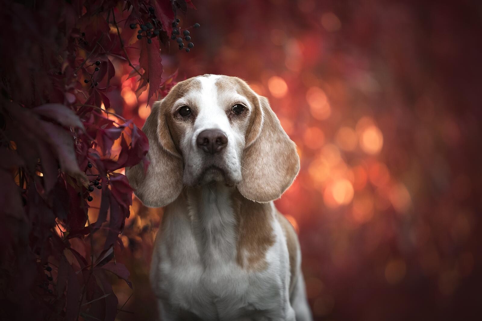 Wallpapers Beagle hunting breed dogs dog muzzle on the desktop