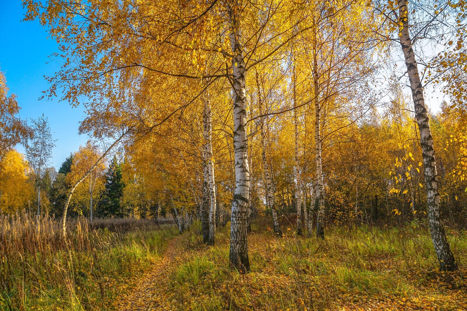 Wallpapers trees autumn colors Biruliovsky forest Park on the desktop