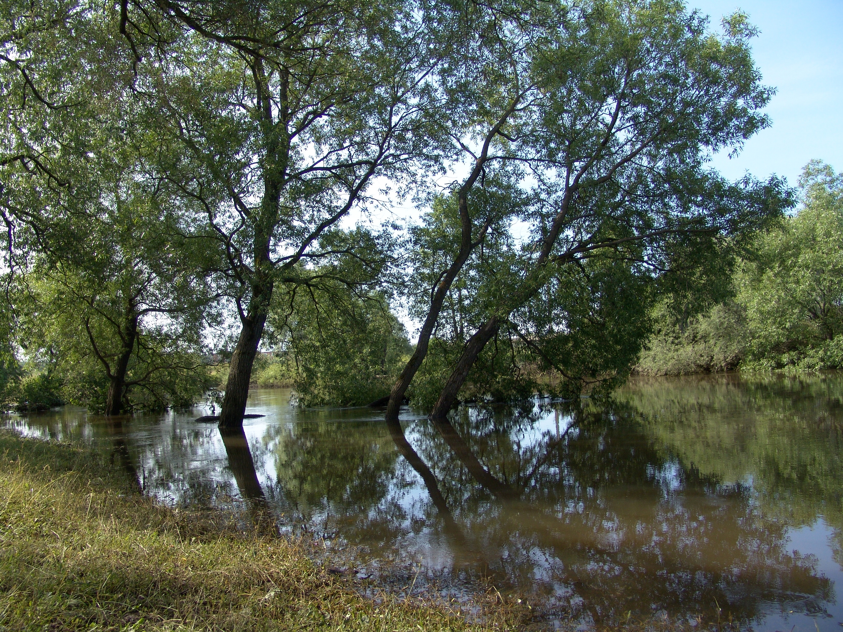 Фото бесплатно деревья, вода, водоём