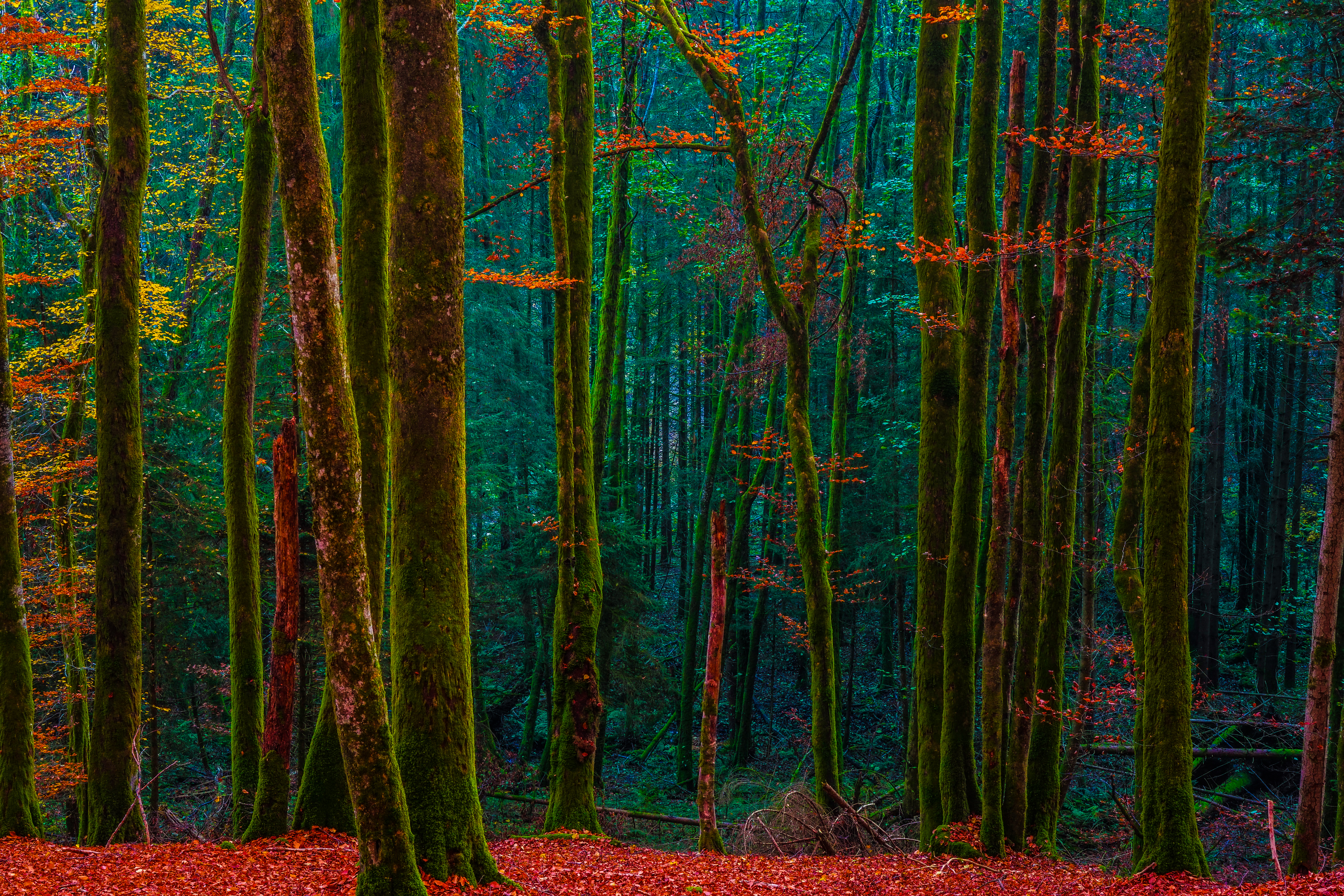 Free photo Red autumn leaves in the forest