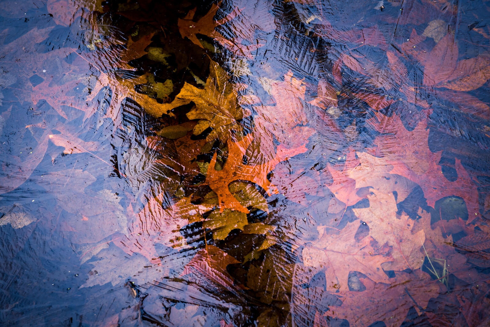 Wallpapers lake autumn Fox pond on the desktop