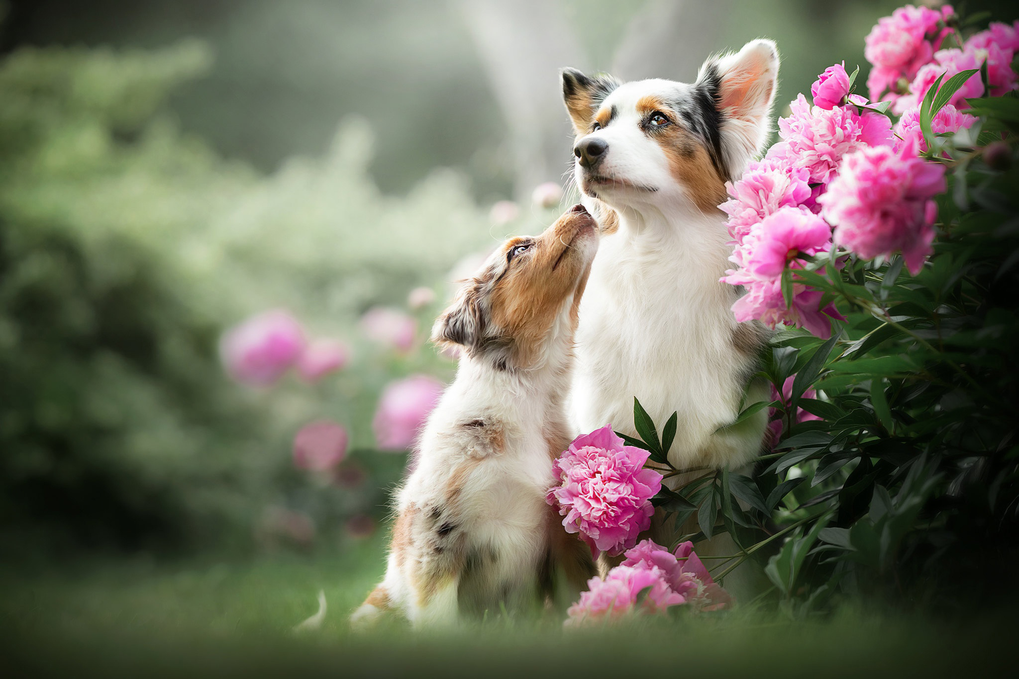 免费照片妈妈和小狗在牡丹花旁
