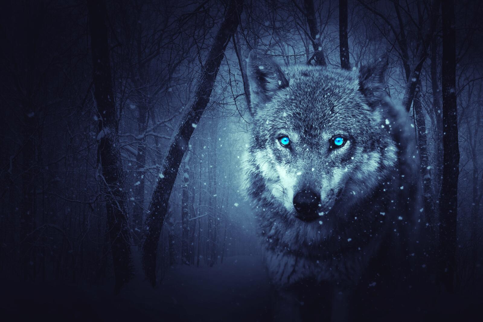 Wallpapers snow wolf nature on the desktop