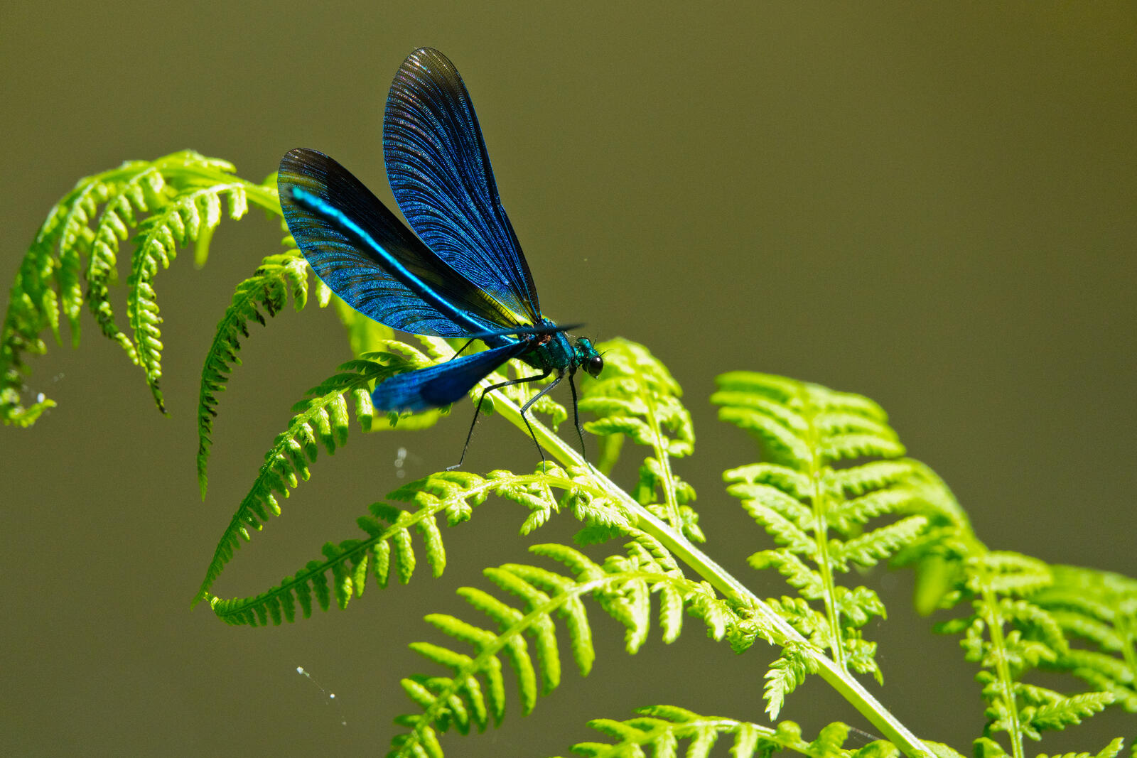 Wallpapers blue winged dragonfly on the desktop