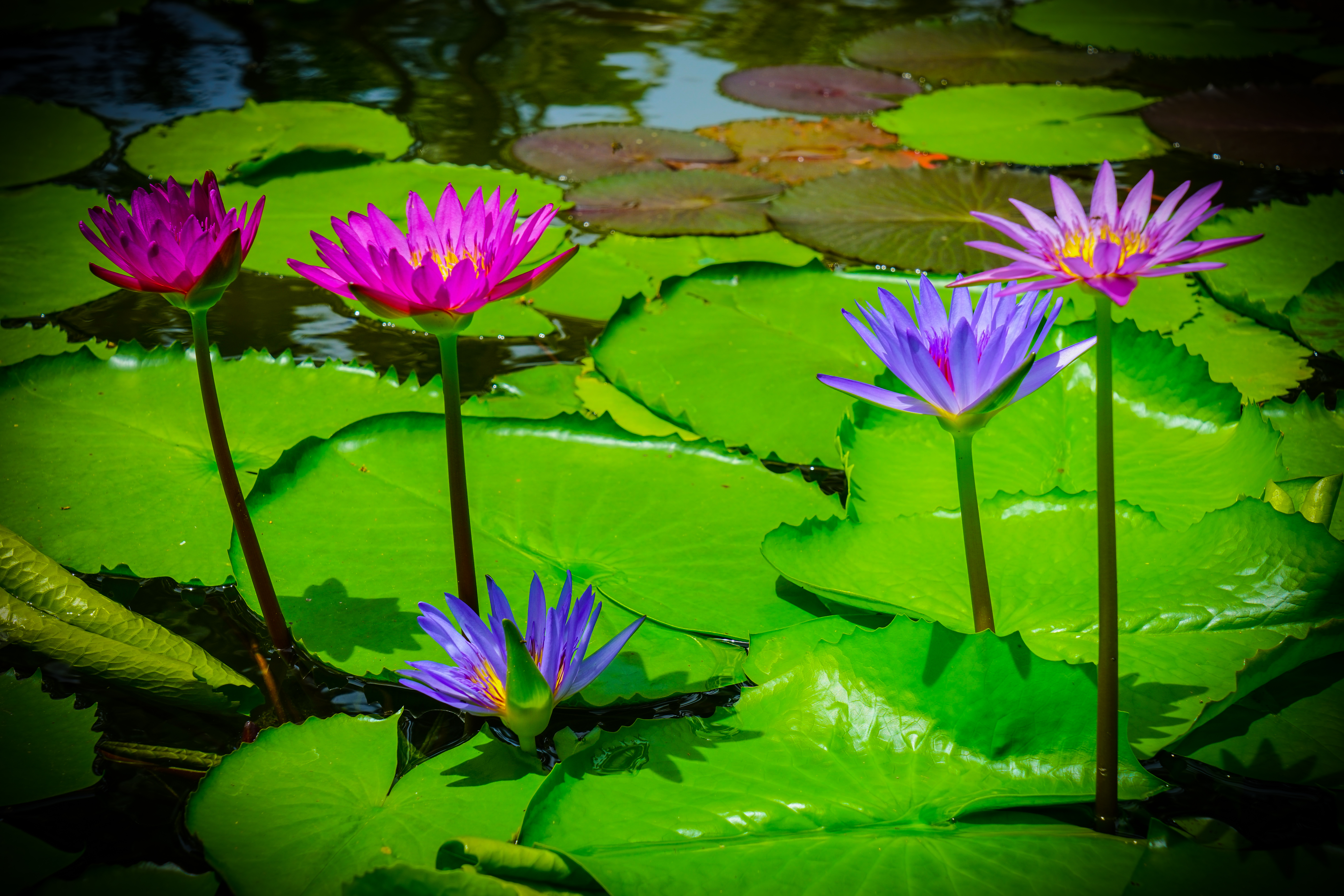 Wallpapers water Lily flora pond on the desktop