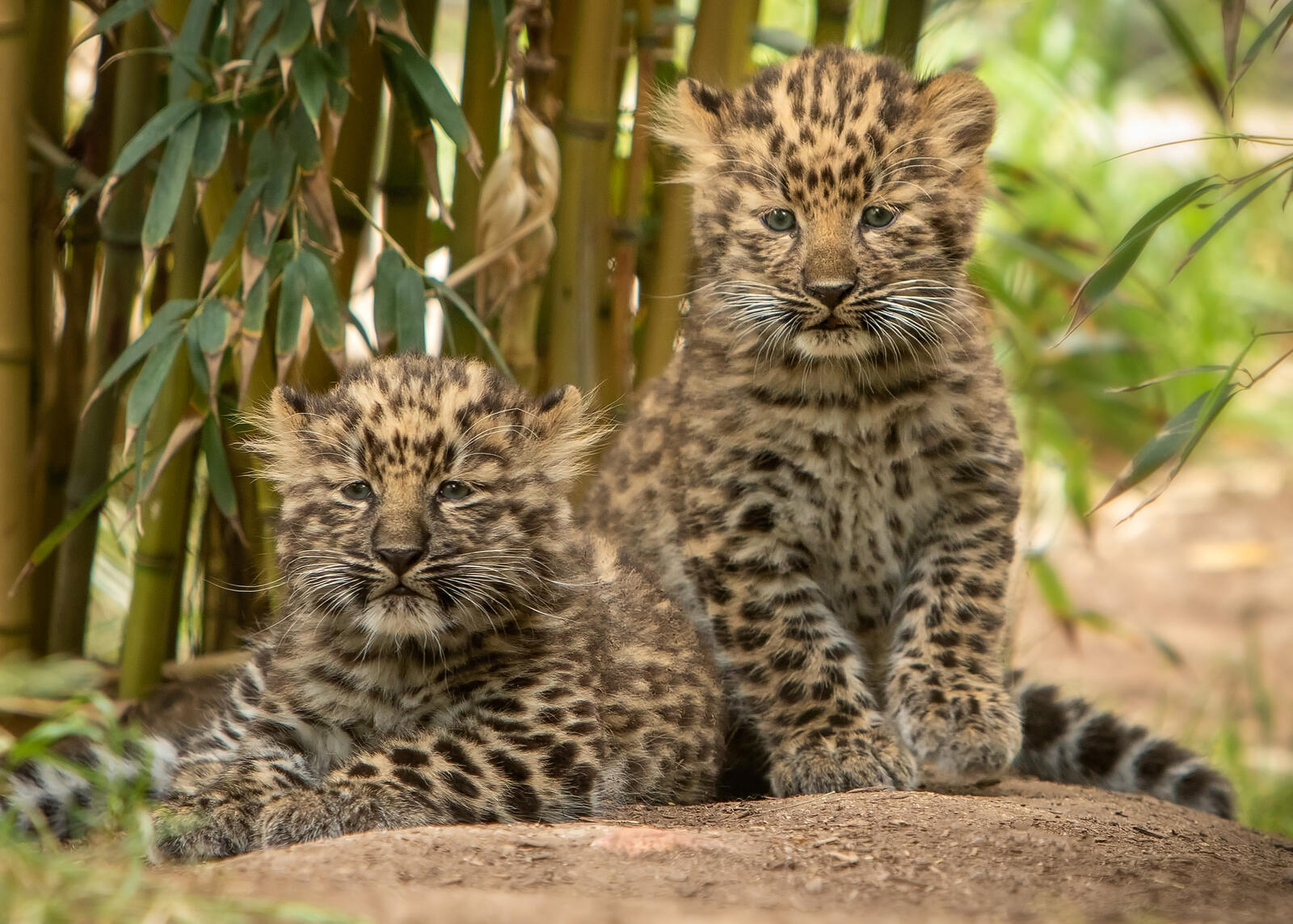 Бесплатное фото Семья леопардов
