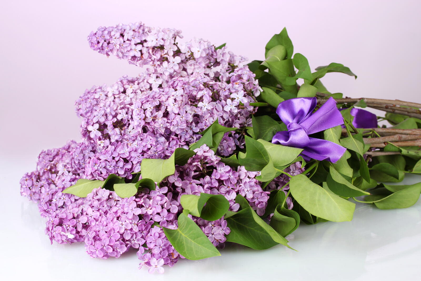 Wallpapers a bouquet of lilac field flowers a flora on the desktop