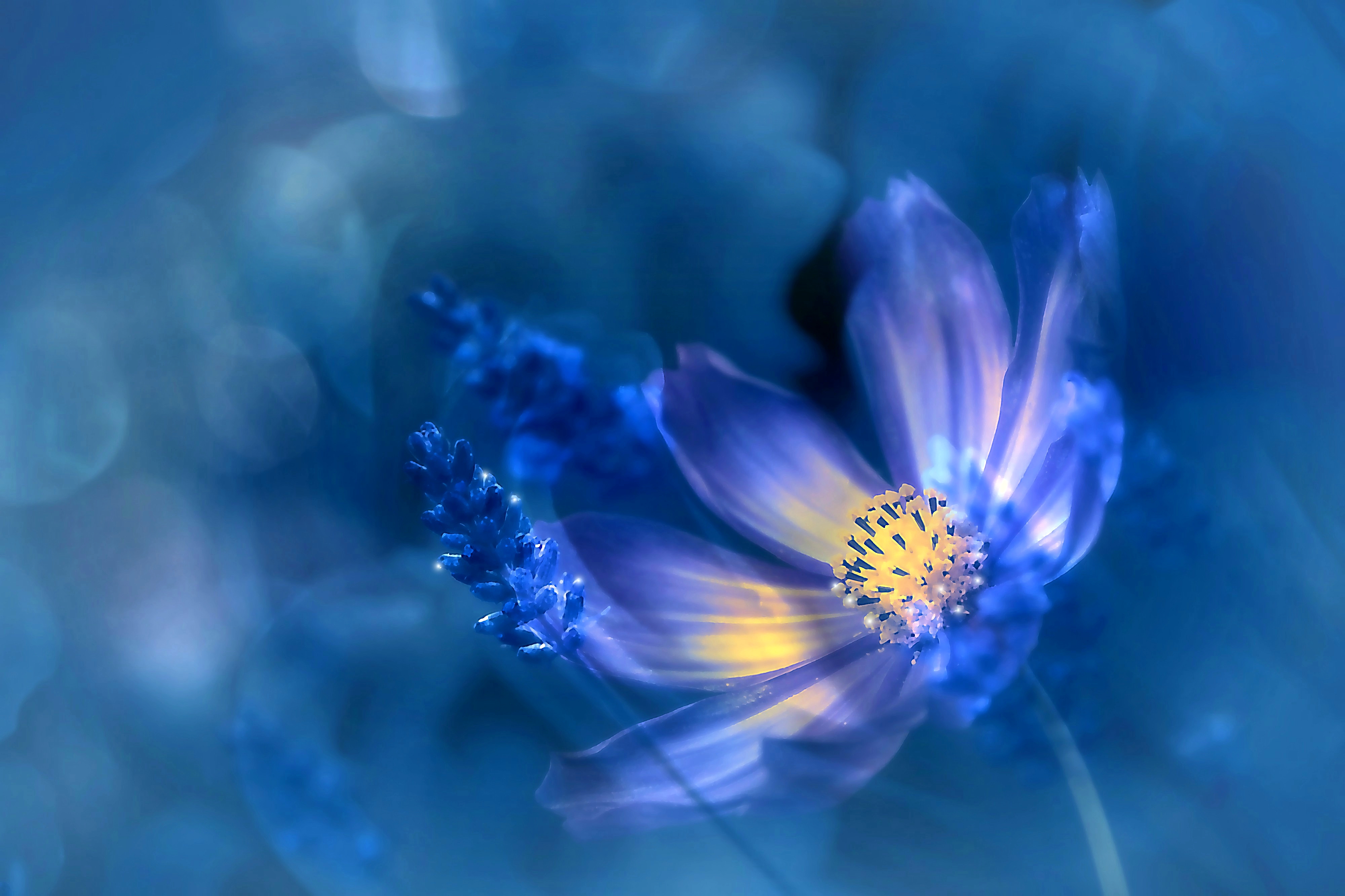 Космея - цветок · бесплатное фото · бесплатная фотография