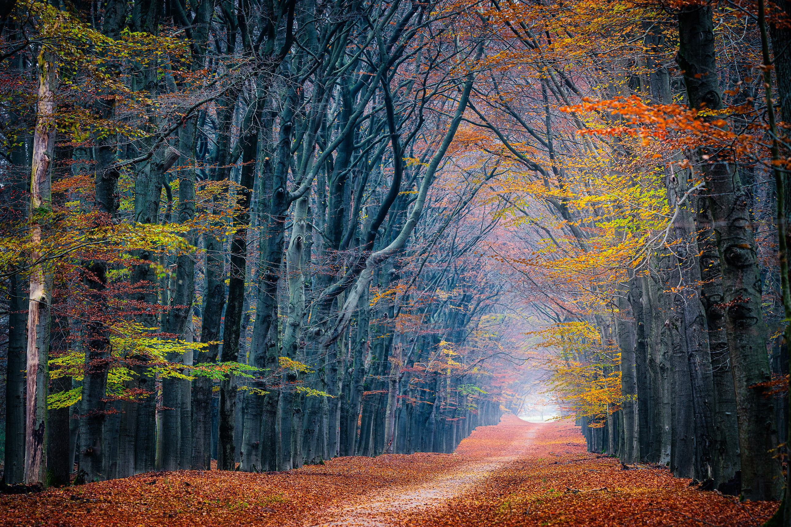 Wallpapers road through the forest trees without leaves trees on the desktop