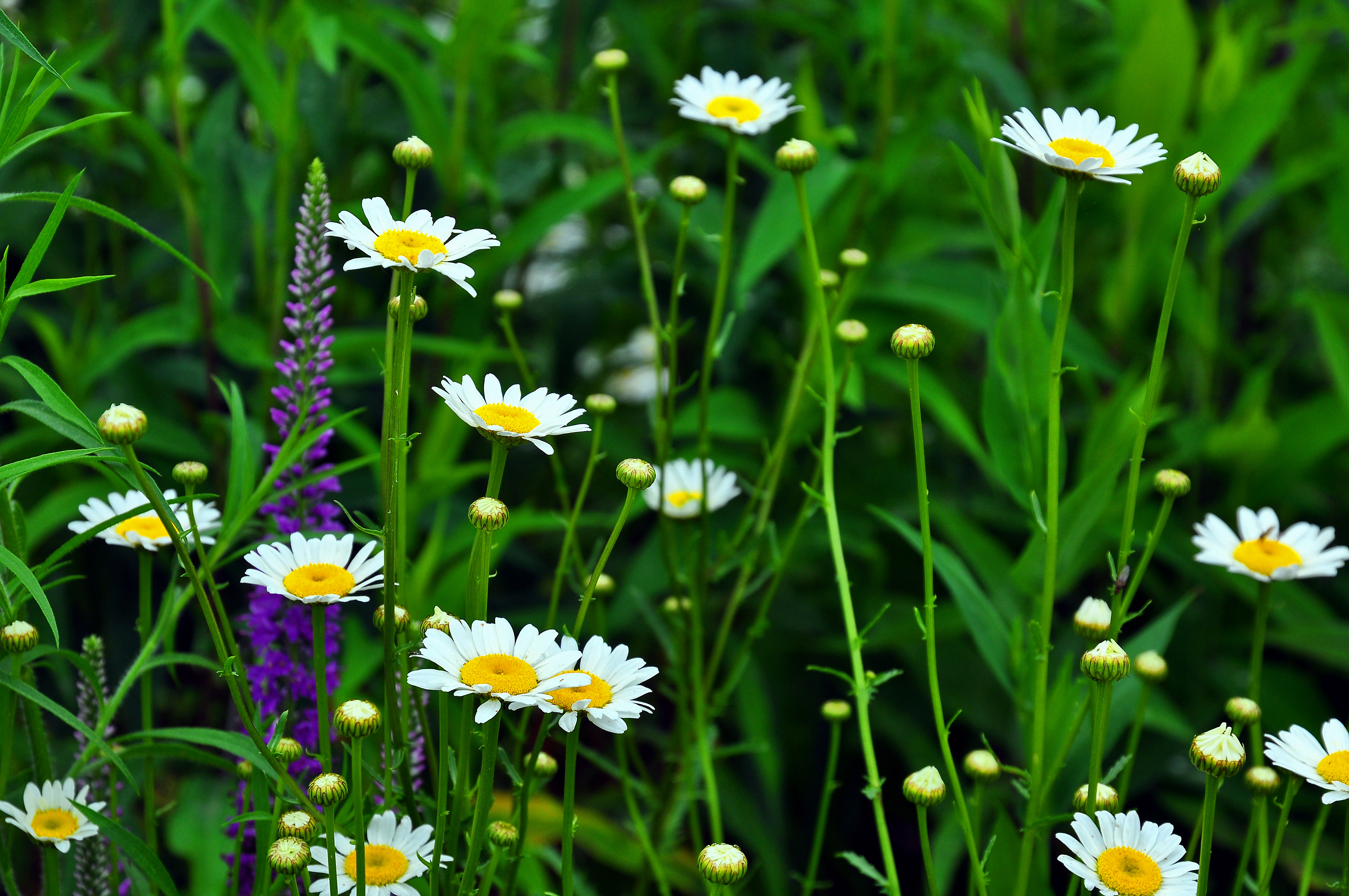 Фото бесплатно ромашки, трава, флора