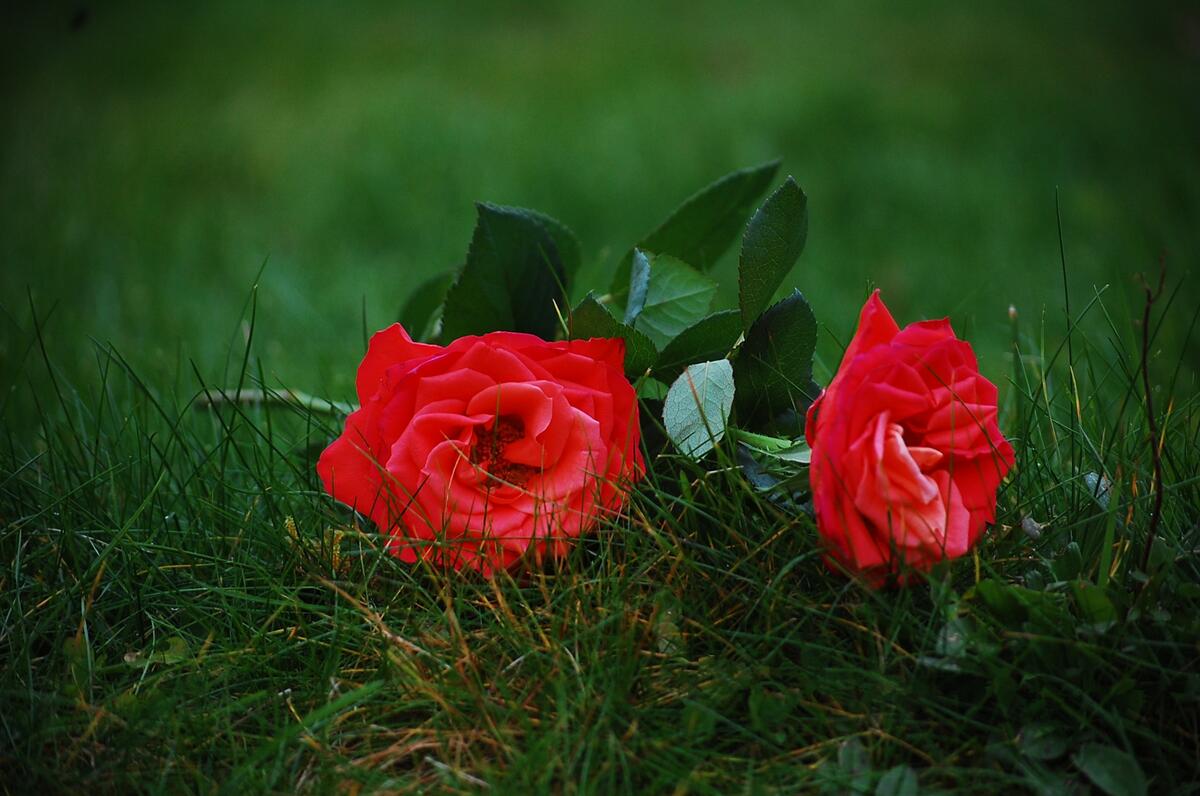 草地上的玫瑰花