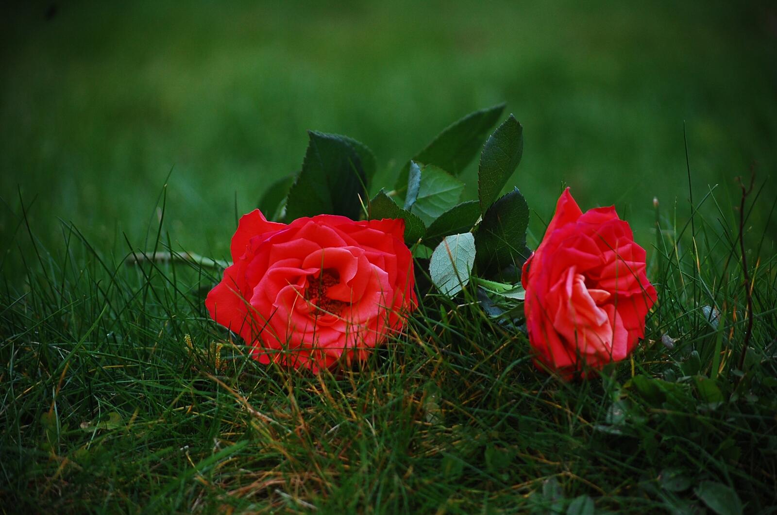 Free photo roses on the grass