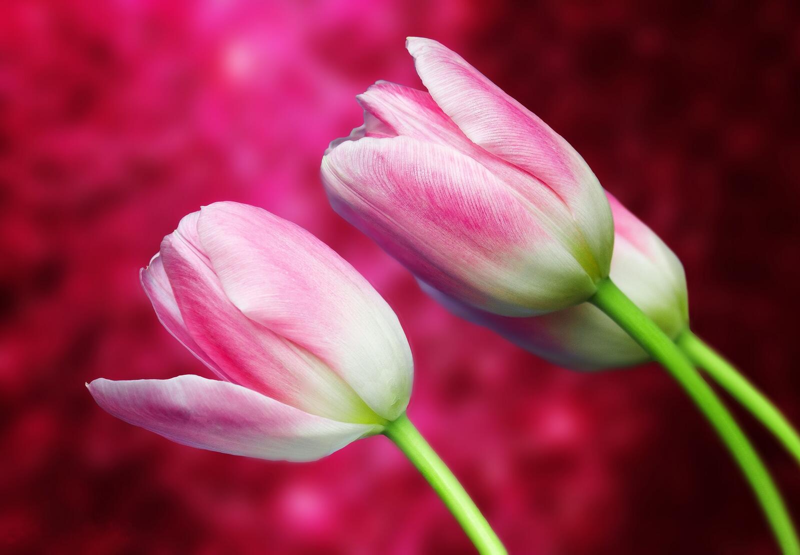 Обои тюльпаны цветы цветок на рабочий стол