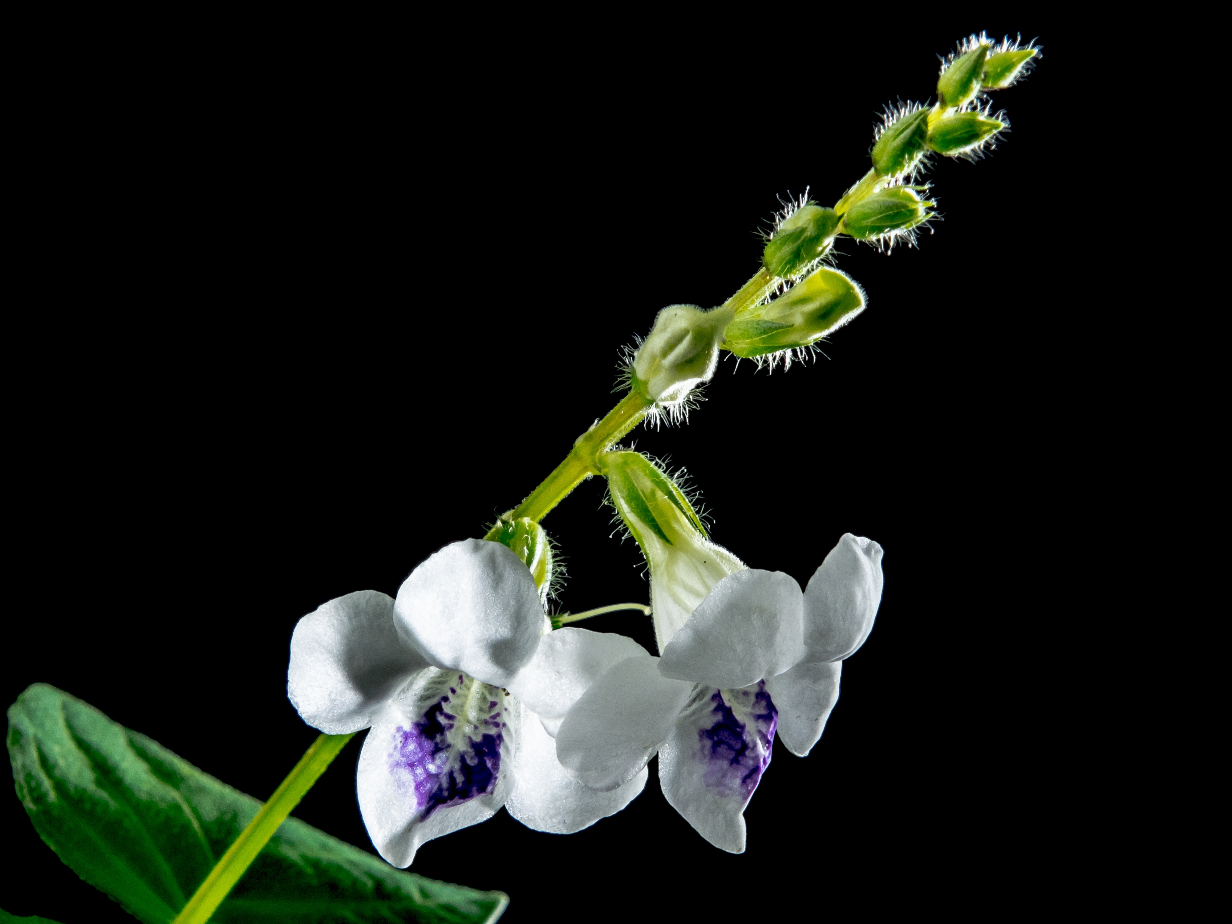 Фото бесплатно дикая орхидея, растение, лист