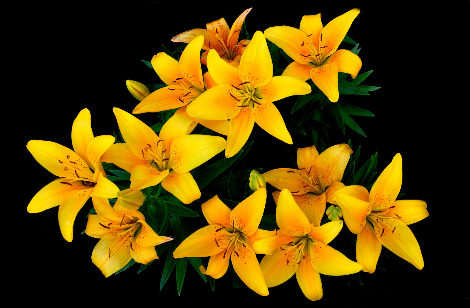 桌面上的壁纸花 植物群 黄花