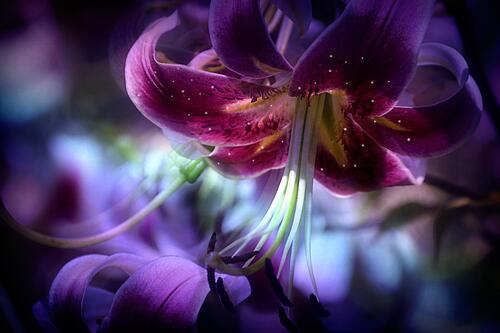Лилия - цветок крупным планом