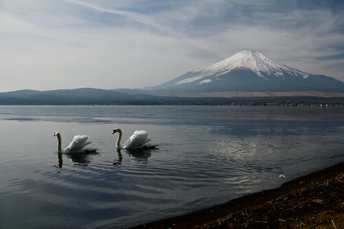 Два белых лебедя на озере